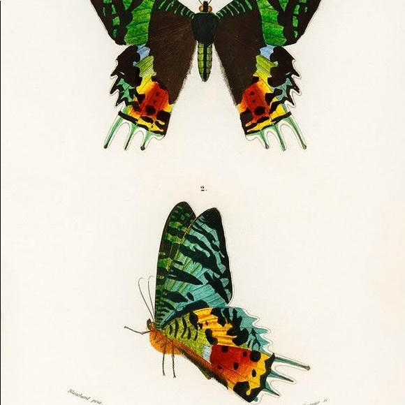 8 Framed Vertical Butterfly Prints - Picture 8 of 9